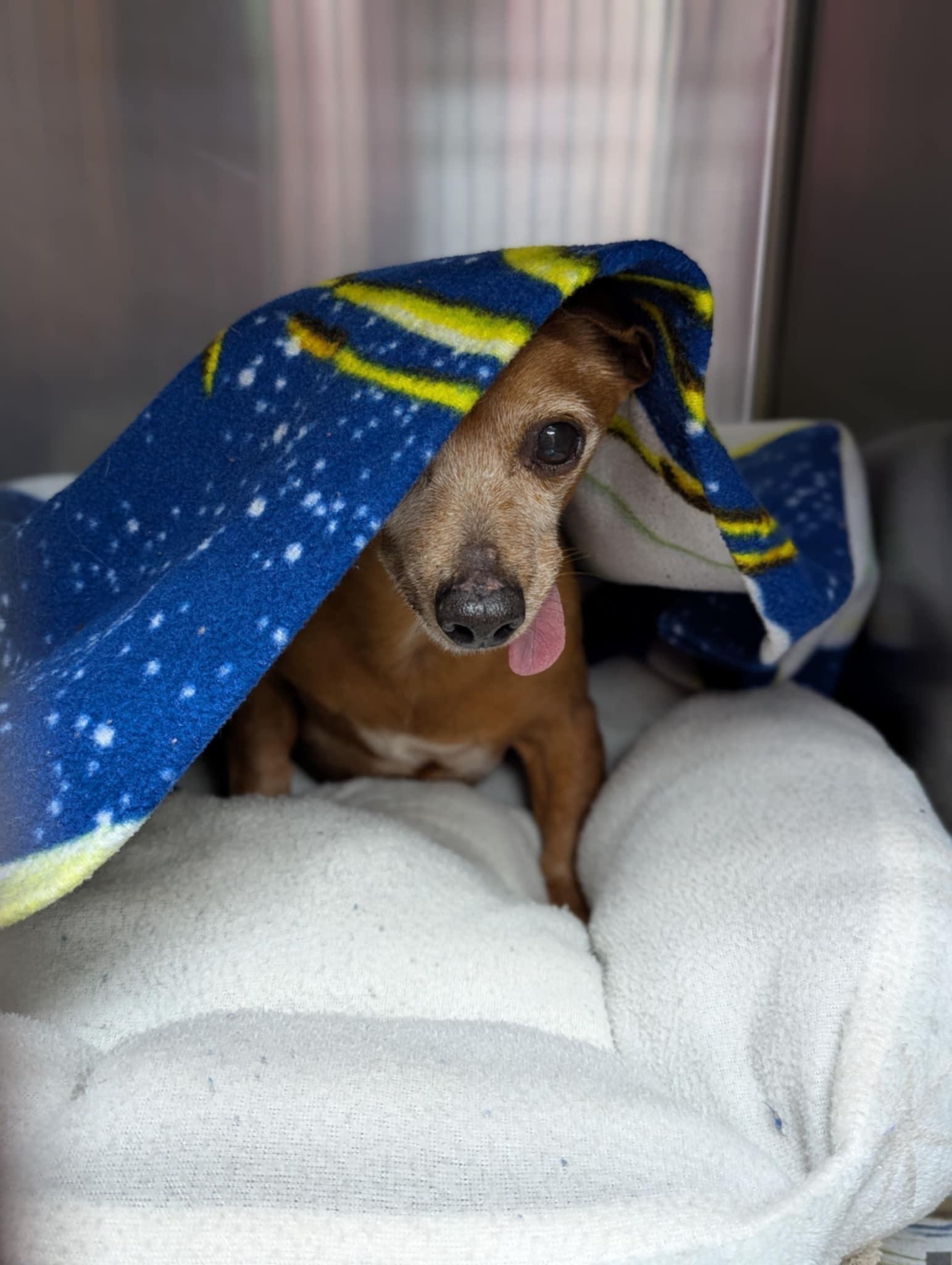 Enlarge Graham Cracker S’more, a Adopted mixed breed in Shawnee Mission, KS image 4/4