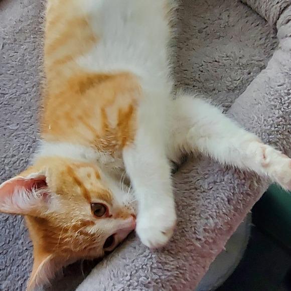 Maple, Adoptable, Kitten Female Domestic Short Hair.