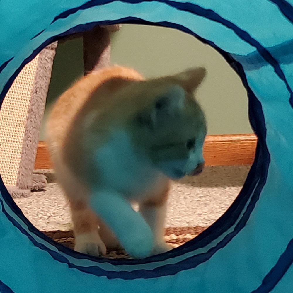 Enlarge Maple, a Adoptable Domestic Short Hair in Chaska, MN image 2/4