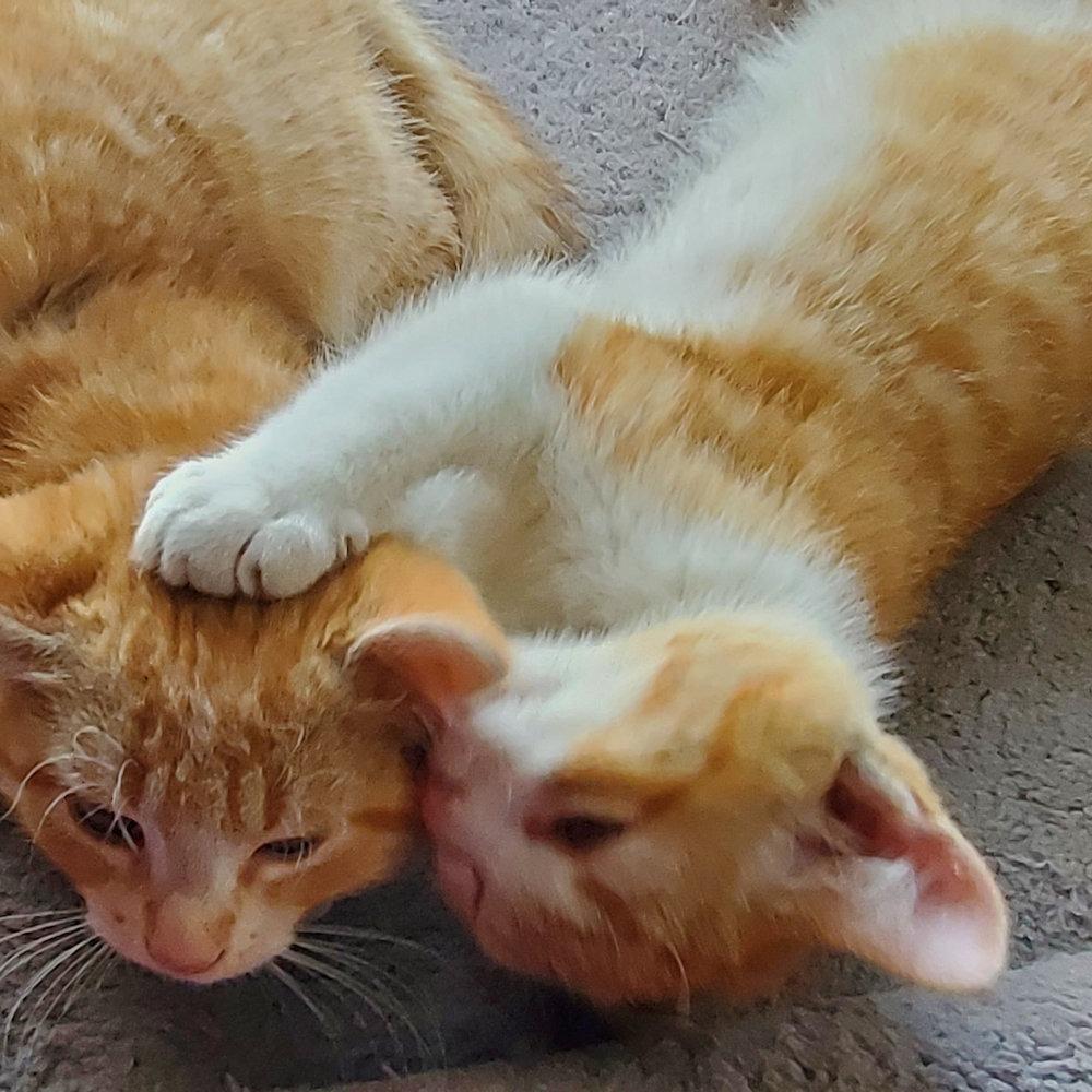 Enlarge Maple, a Adoptable Domestic Short Hair in Chaska, MN image 3/4