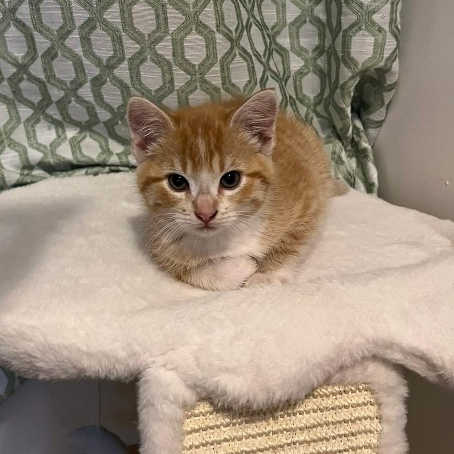 Enlarge Maple, a Adoptable Domestic Short Hair in Chaska, MN image 4/4