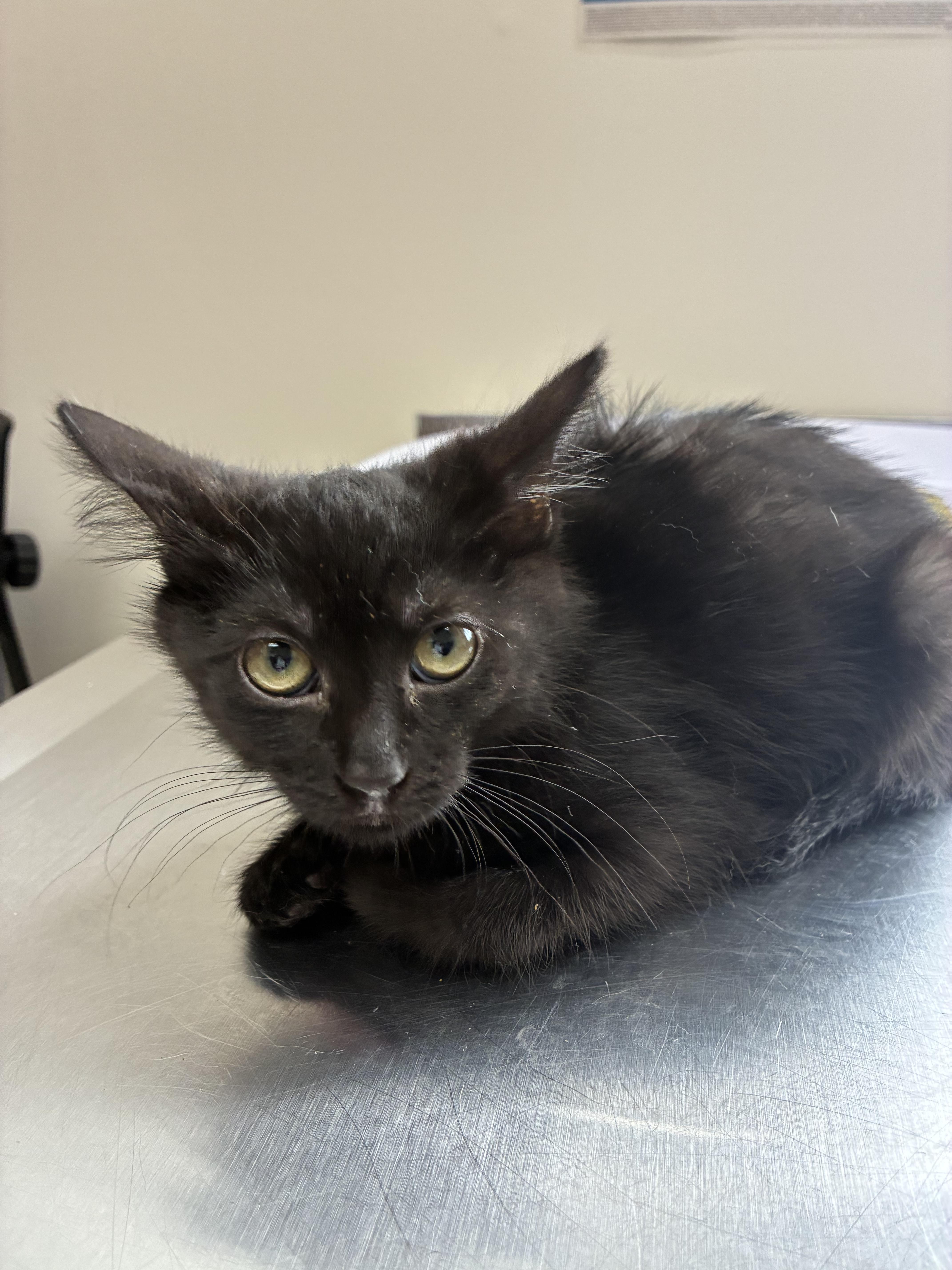 Pebbles, Young Female unknown