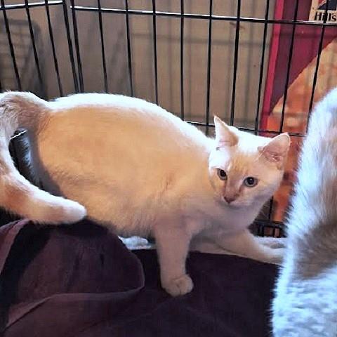 Sunset and Whisper, an adopted Siamese in Salt Lake City, UT image 2/3