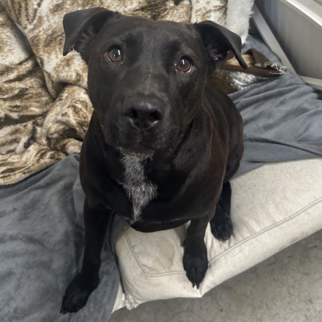 Wilma, Adoptable, Adult Female Black Labrador Retriever.