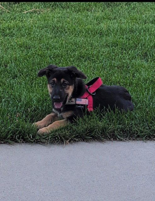 Nova Rae, Adoptable, Young Female German Shepherd Dog.