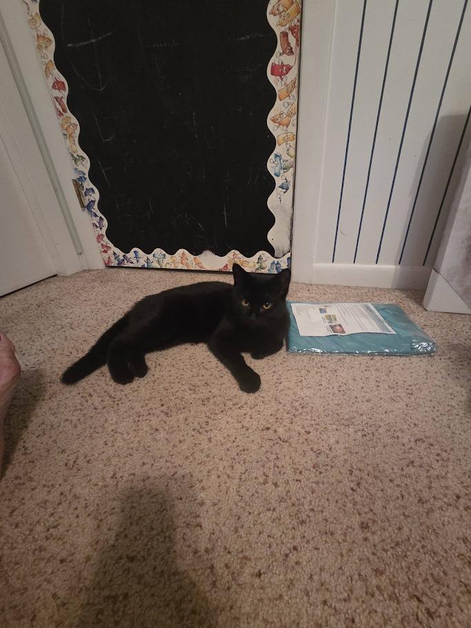 Swan- CT RESIDENTS ONLY, a ADOPTABLE Domestic Short Hair in Norwich, CT image 4/5