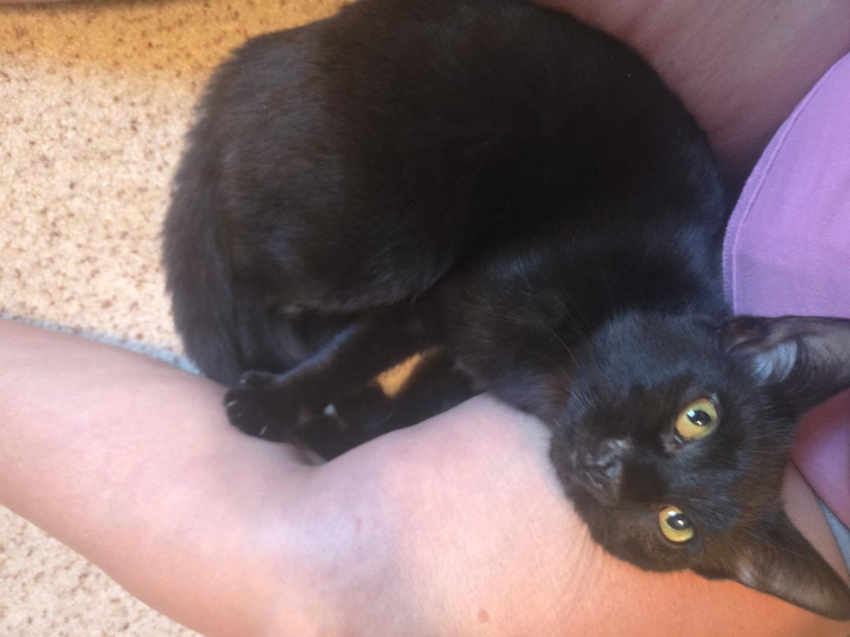 Swan- CT RESIDENTS ONLY, a ADOPTABLE Domestic Short Hair in Norwich, CT image 5/5