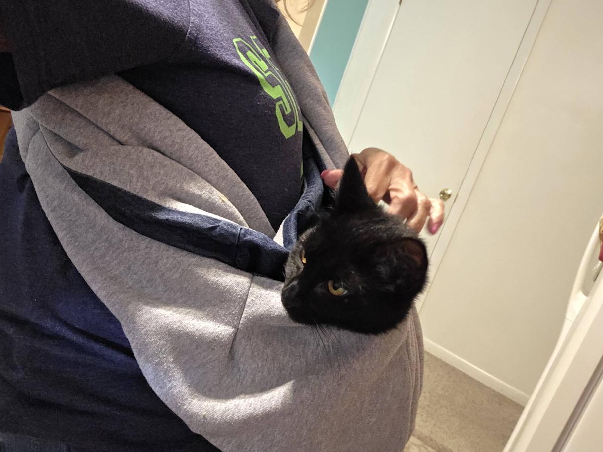 Swan- CT RESIDENTS ONLY, ADOPTABLE, Young Female Domestic Short Hair.