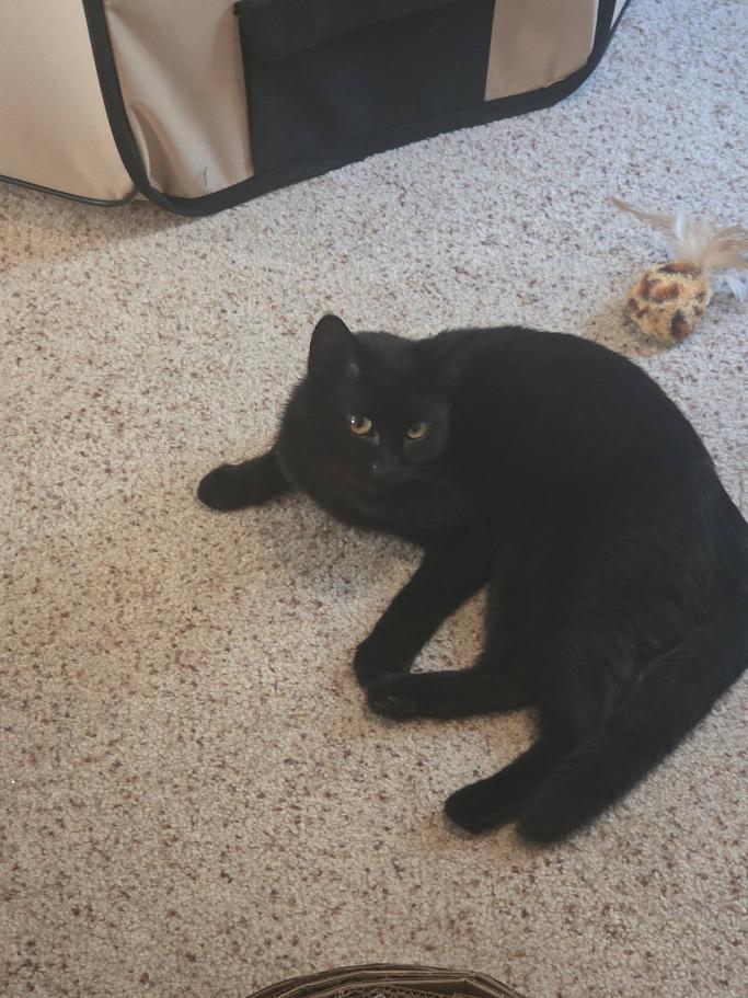 Swan- CT RESIDENTS ONLY, a ADOPTABLE Domestic Short Hair in Norwich, CT image 3/5