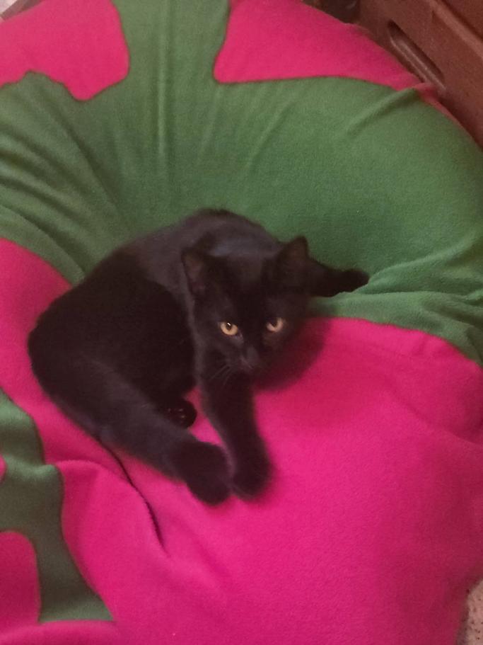 Swan- CT RESIDENTS ONLY, a ADOPTABLE Domestic Short Hair in Norwich, CT image 2/5