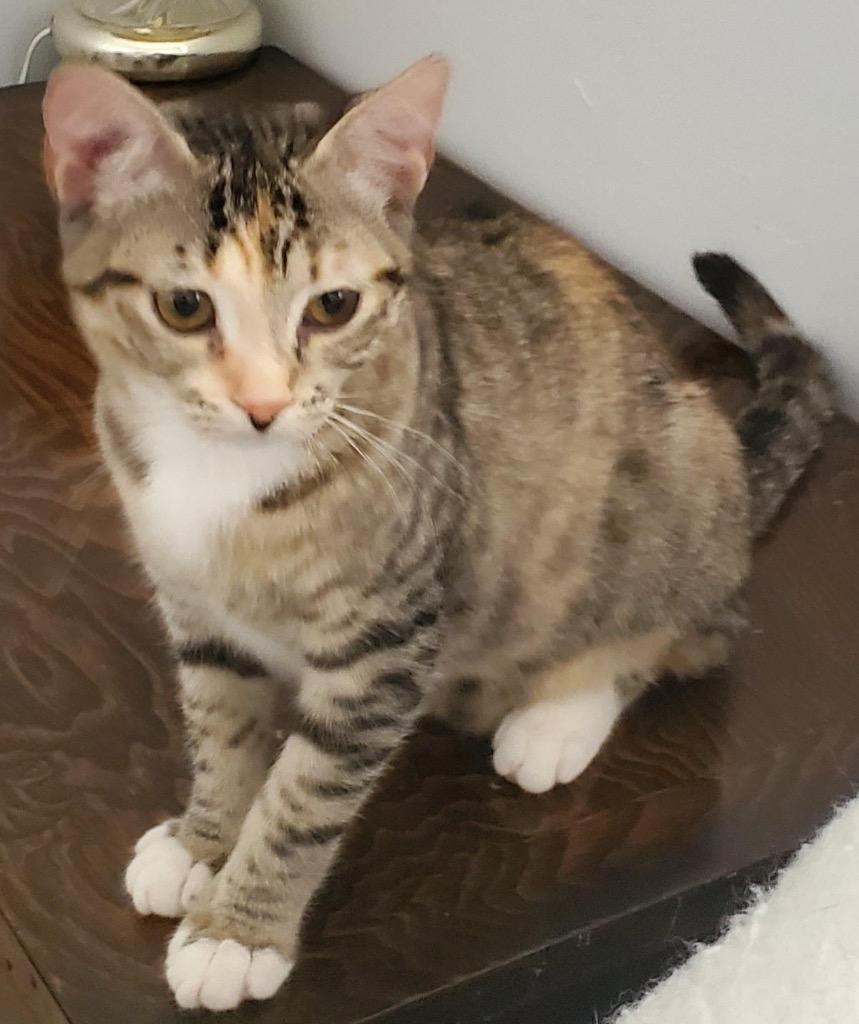 Georgia, Adoptable, Adult Female Domestic Short Hair.