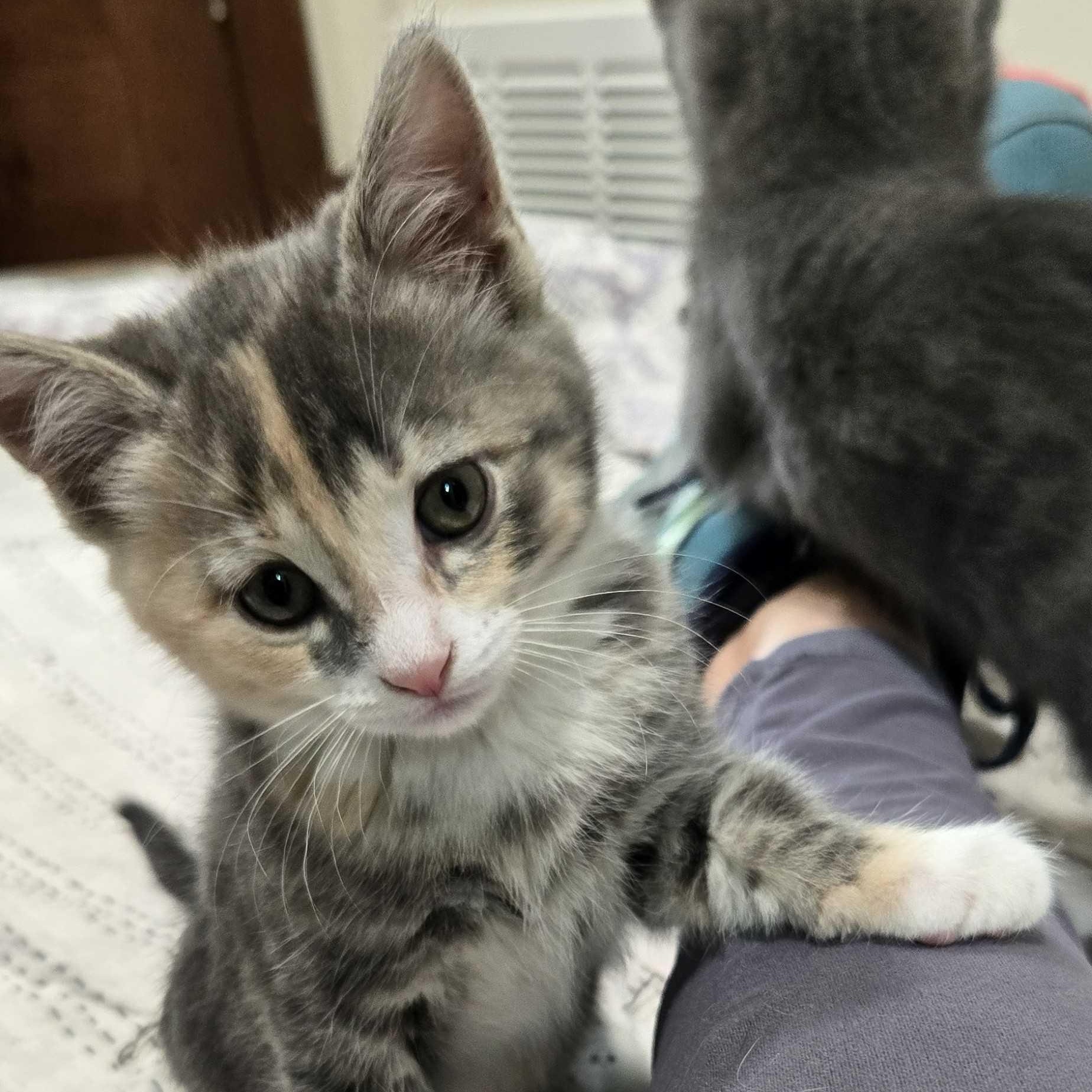 Maya, a Adoptable Domestic Short Hair in Ridgway, CO image 2/2