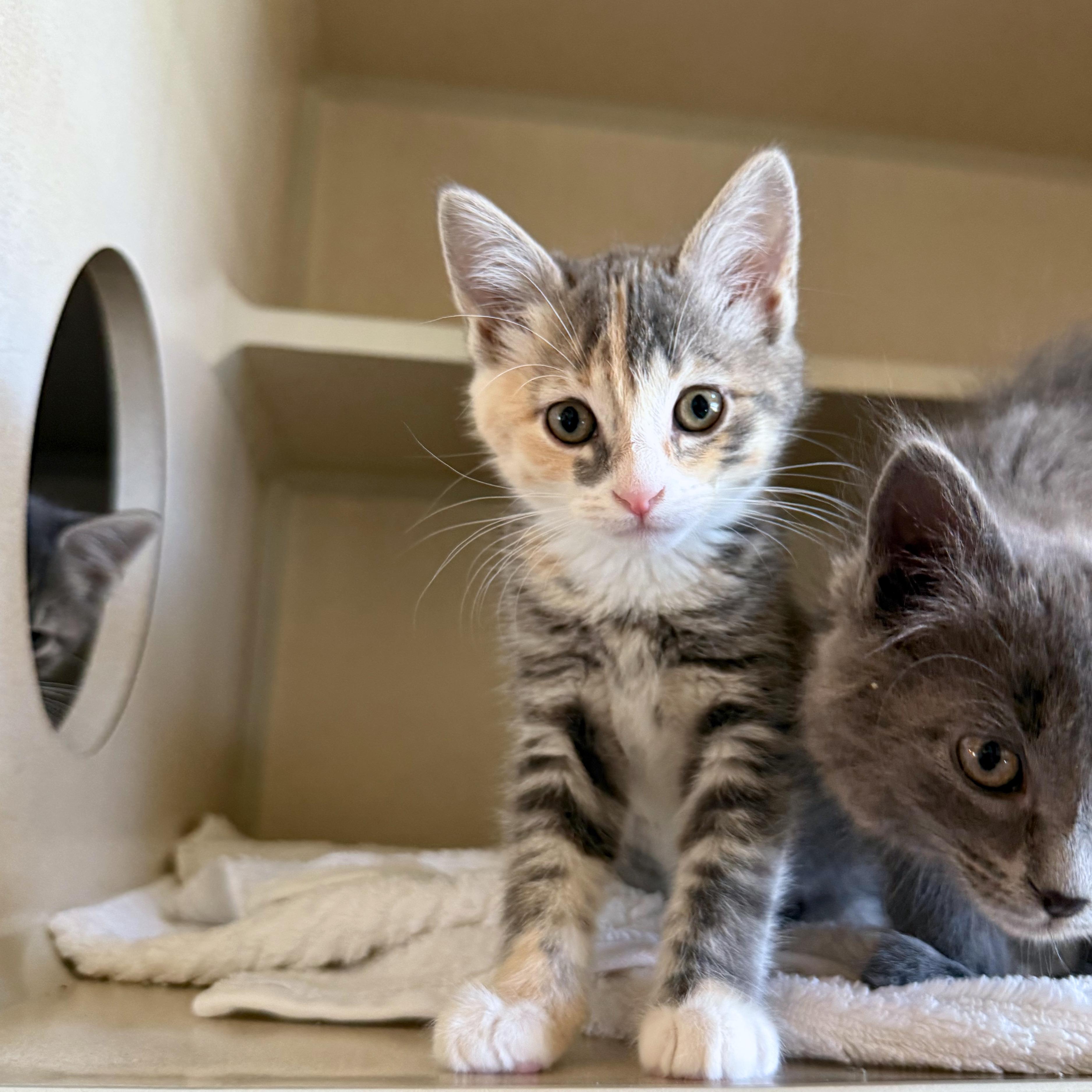 Maya, Adoptable, Kitten Female Domestic Short Hair.
