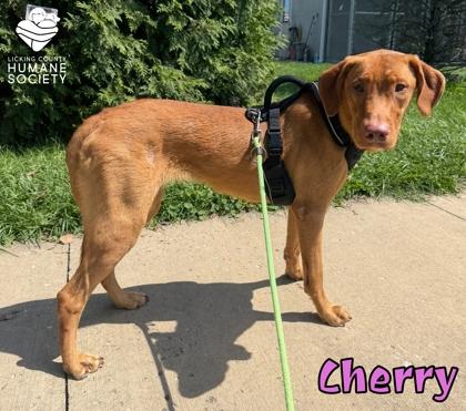 Enlarge Cherry, a Adoptable mixed breed in Heath, OH image 1/1