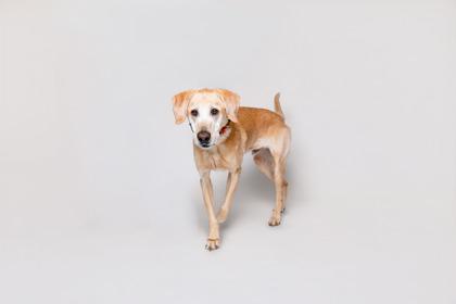 Luke, Adoptable, Adult Male Mixed Breed & Mixed Breed.