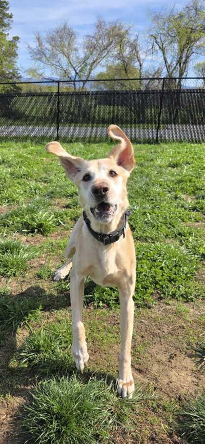 Enlarge Luke, a Adoptable mixed breed in Sevierville, TN image 1/2