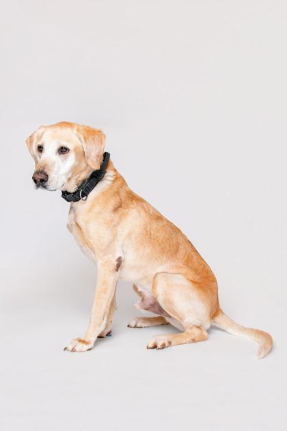 Enlarge Luke, a Adoptable mixed breed in Sevierville, TN image 2/3