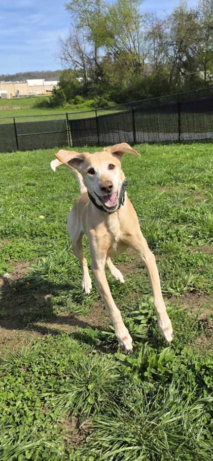 Enlarge Luke, a Adoptable mixed breed in Sevierville, TN image 2/2