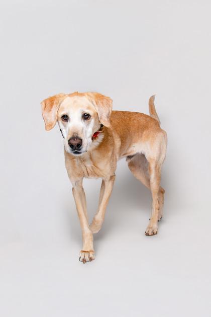 Enlarge Luke, a Adoptable mixed breed in Sevierville, TN image 3/3