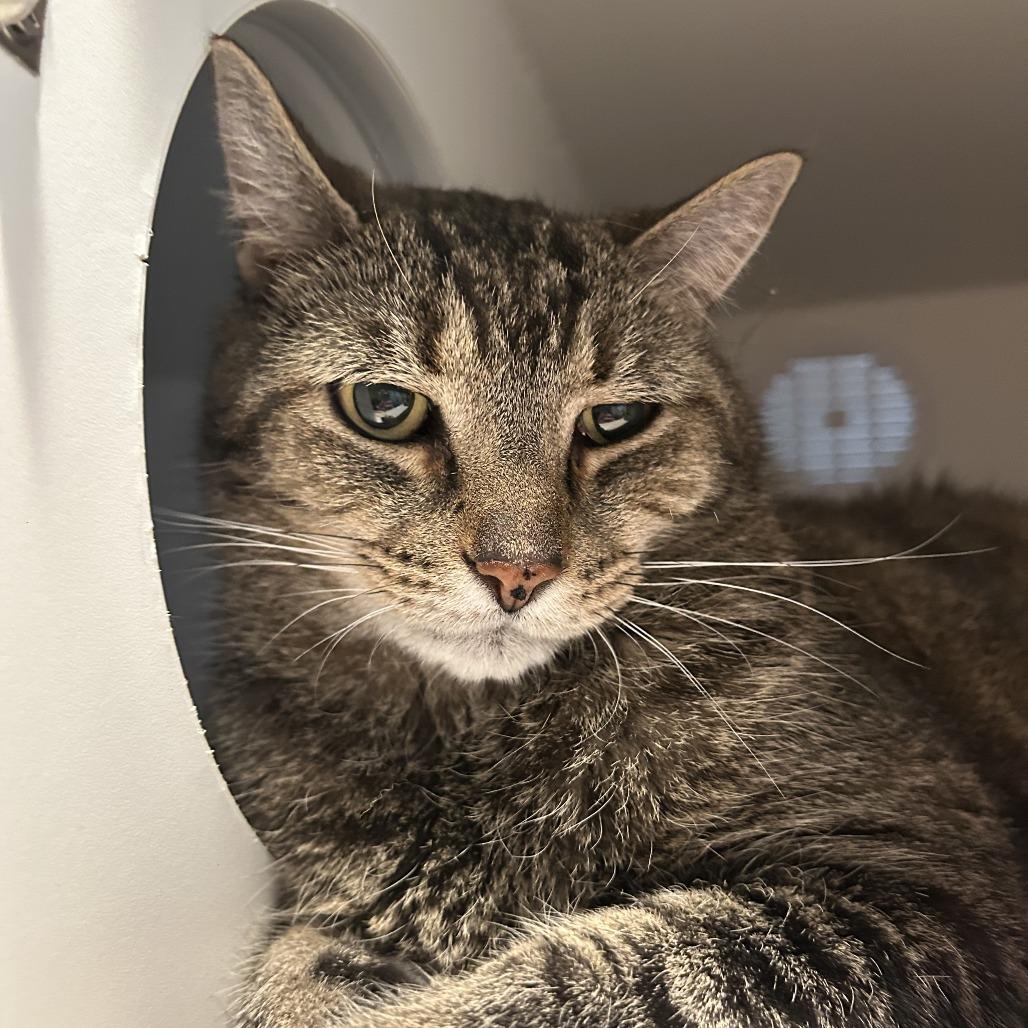 Enlarge Willy, a Adoptable Domestic Short Hair in South Burlington, VT image 1/5