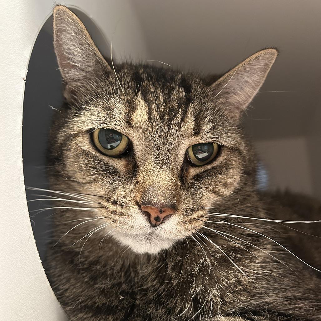 Enlarge Willy, a Adoptable Domestic Short Hair in South Burlington, VT image 2/5
