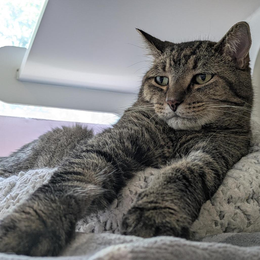 Enlarge Willy, a Adoptable Domestic Short Hair in South Burlington, VT image 3/5