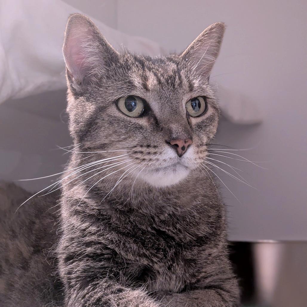 Enlarge Willy, a Adoptable Domestic Short Hair in South Burlington, VT image 4/5