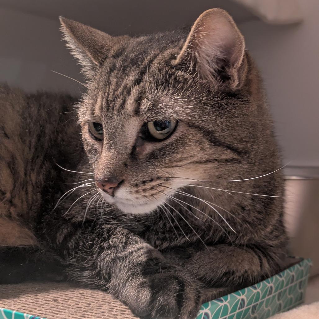 Enlarge Willy, a Adoptable Domestic Short Hair in South Burlington, VT image 5/5