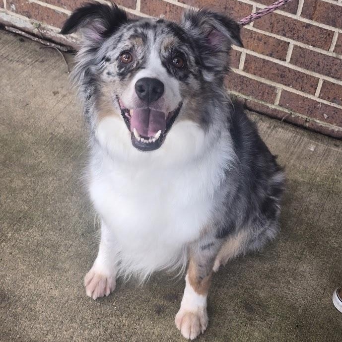 Enlarge Jacoby, a Adopted Australian Shepherd in Waterloo, IA image 3/4