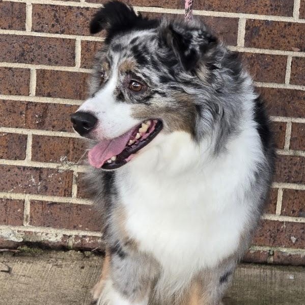 Enlarge Jacoby, a Adopted Australian Shepherd in Waterloo, IA image 4/4