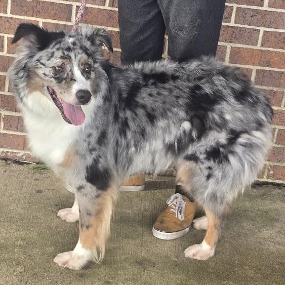 Enlarge Jacoby, a Adopted Australian Shepherd in Waterloo, IA image 1/4