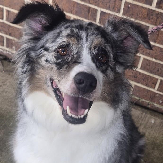 Enlarge Jacoby, a Adopted Australian Shepherd in Waterloo, IA image 2/4