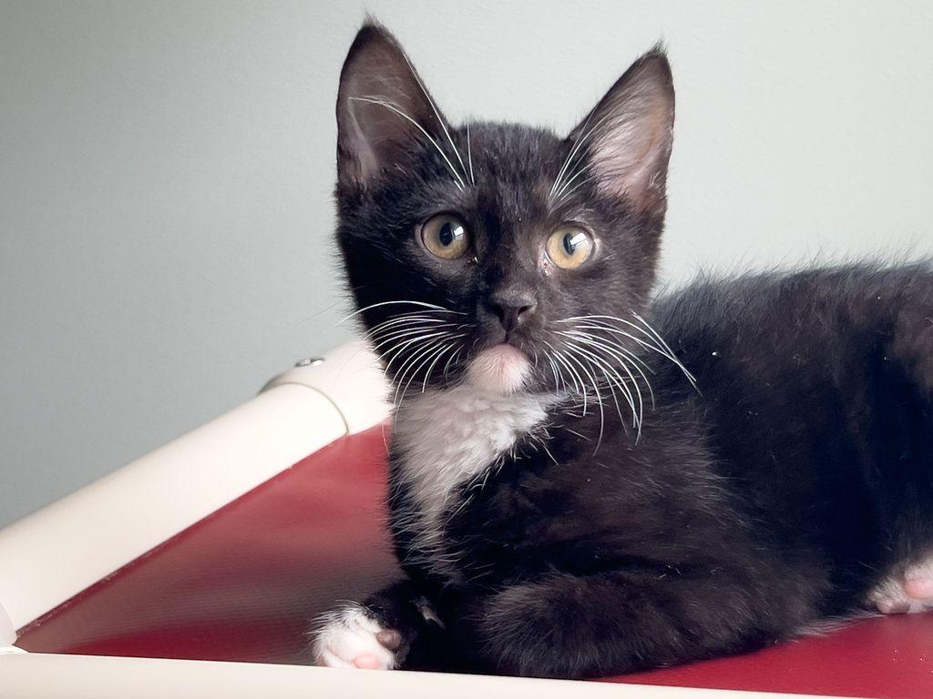 Carmen, ADOPTABLE, Kitten Female Domestic Short Hair.