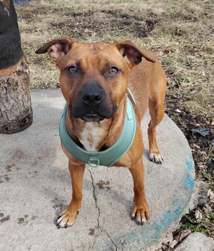 Mindy, a Adoptable mixed breed in Hobart, IN image 1/3