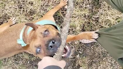 Mindy, a Adoptable mixed breed in Hobart, IN image 2/3