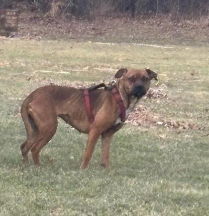 Mindy, a Adoptable mixed breed in Hobart, IN image 3/3