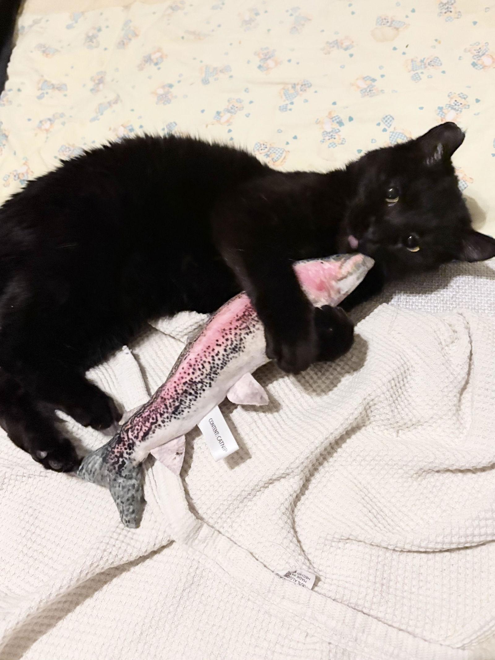 Enlarge Marnie, a Adoptable Domestic Medium Hair in Prosper, TX image 1/3