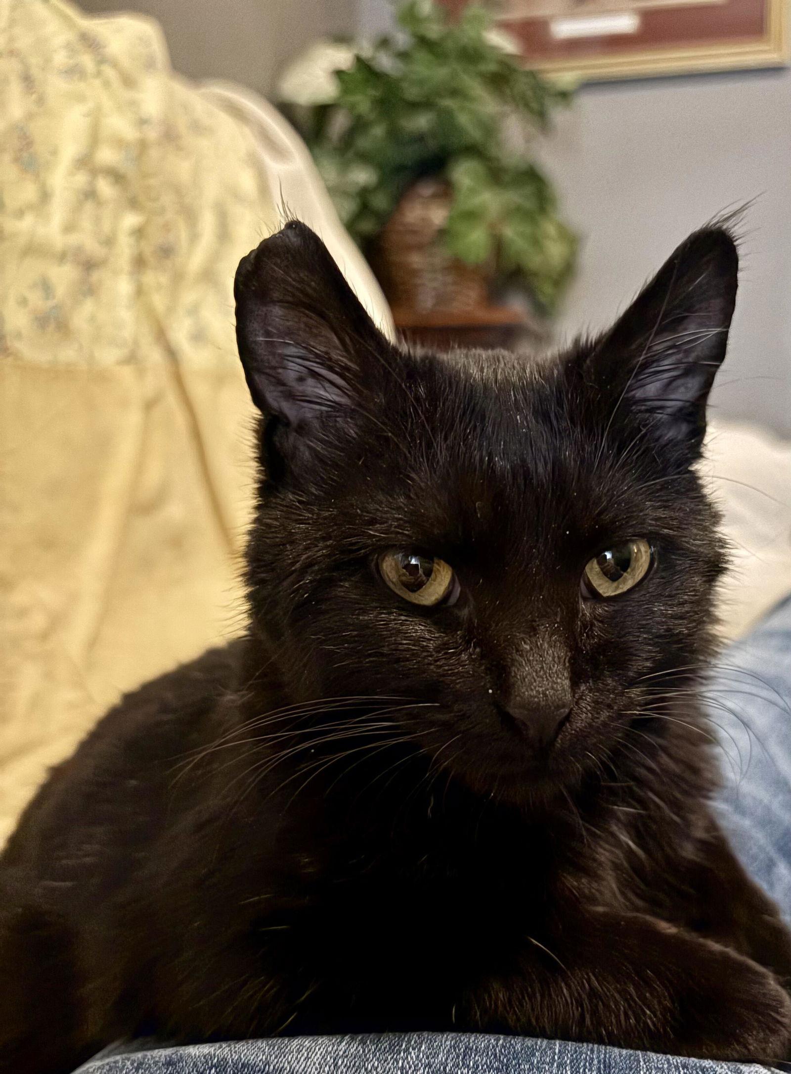 Enlarge Marnie, a Adoptable Domestic Medium Hair in Prosper, TX image 3/3