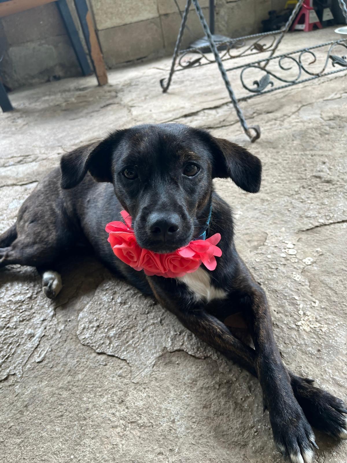 Enlarge MAGIC (out of Town), a Adopted mixed breed in New York, NY image 3/5