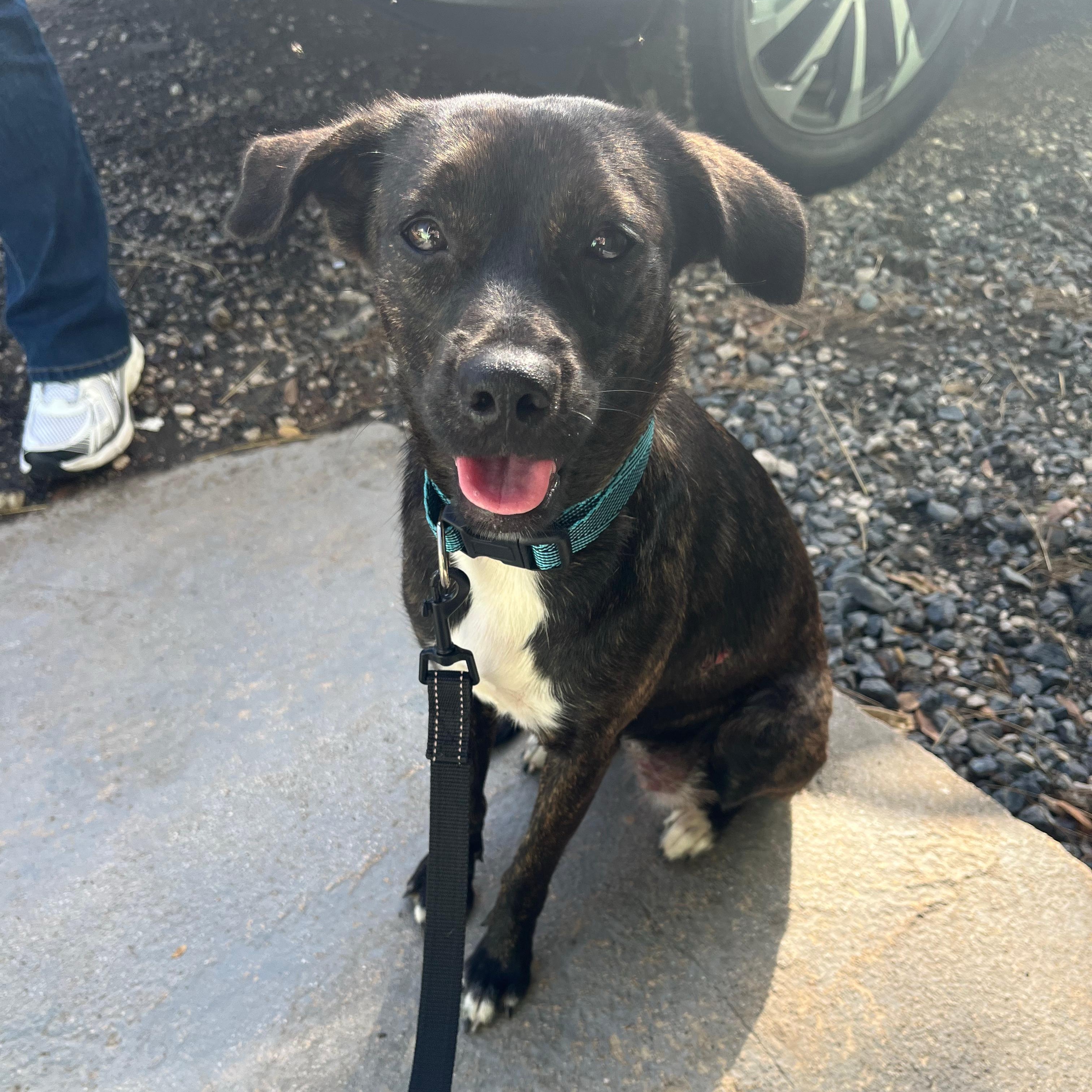 MAGIC (out of Town), Adopted, Young Female Labrador Retriever & Patterdale Terrier / Fell Terrier.