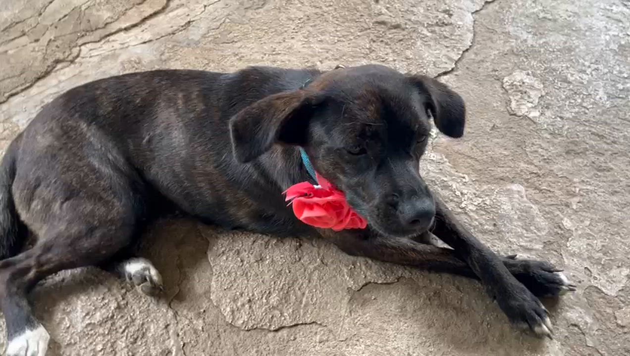 Enlarge MAGIC (out of Town), a Adopted mixed breed in New York, NY video 4/5
