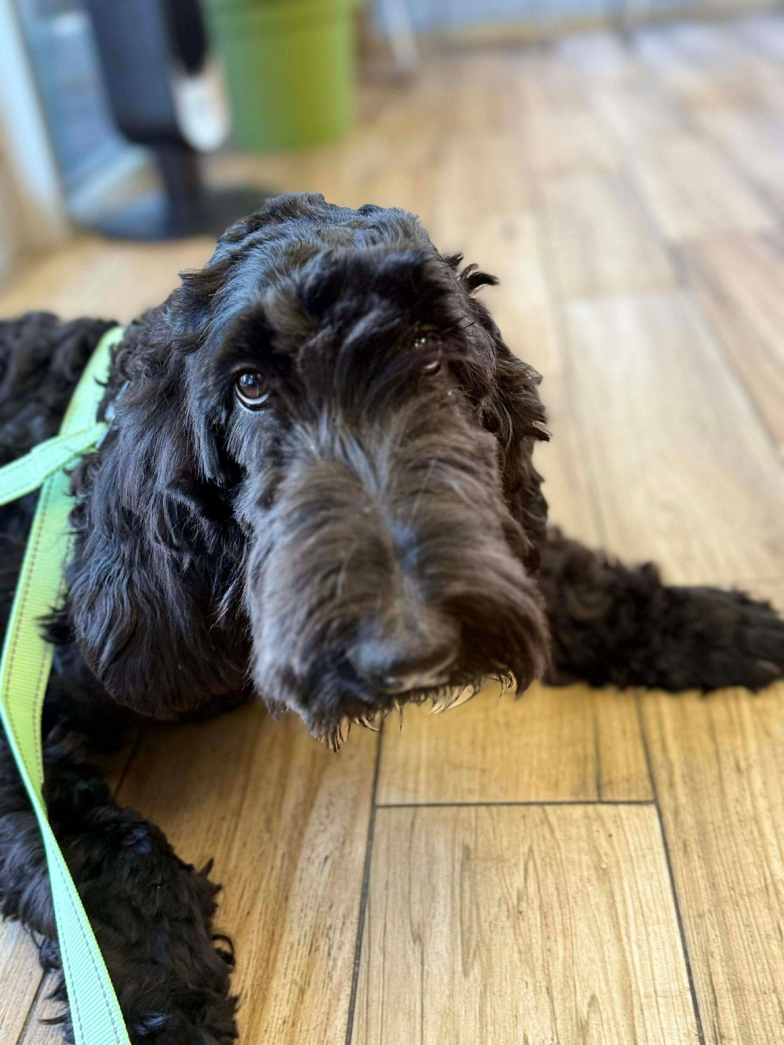 Kratos, Adoptable, Young Male Poodle & Labrador Retriever.