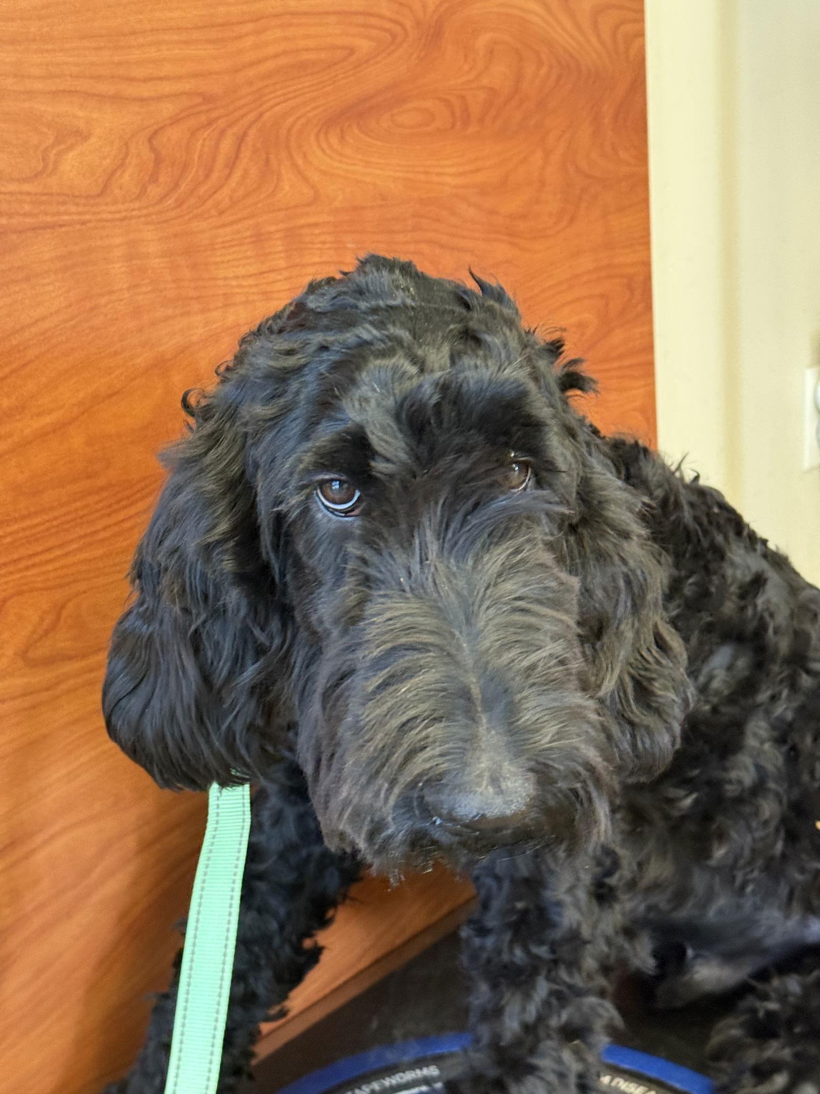 Enlarge Kratos LabD, a Adoptable mixed breed in Valrico, FL image 2/3