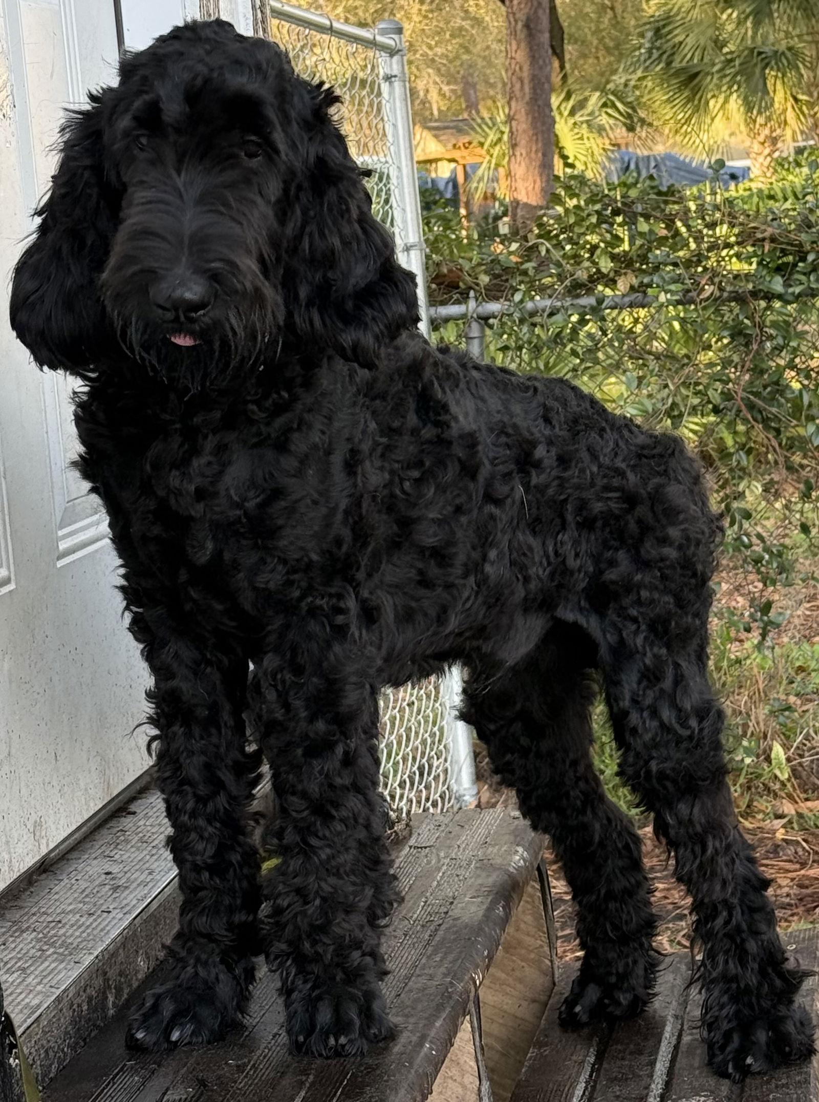 Kratos LabD, Adoptable, Young Male Poodle & Labrador Retriever.