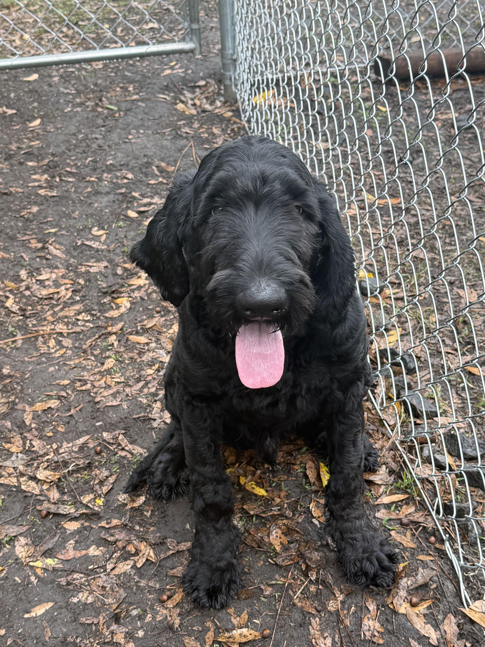 Enlarge Kratos LabD, a Adoptable mixed breed in Valrico, FL image 2/3