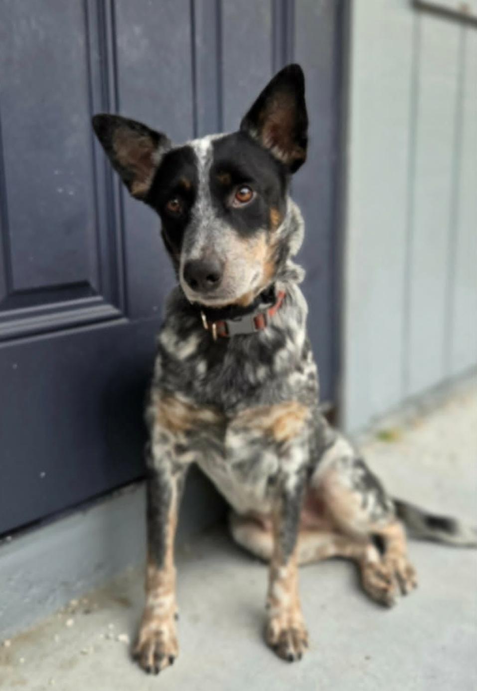 Enlarge Patsy, a Adoptable Australian Cattle Dog / Blue Heeler in Bradenton, FL image 1/1