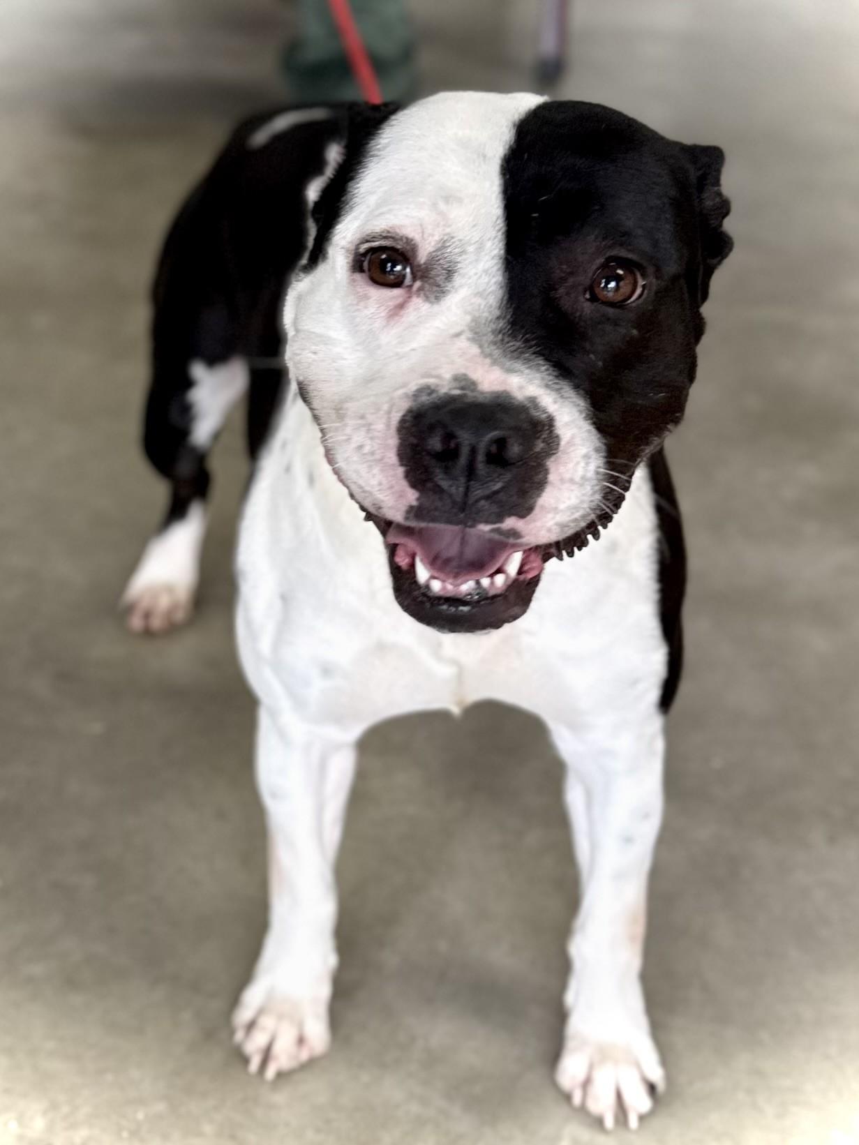 Pepper, adopted, Adult Female Pit Bull Terrier.