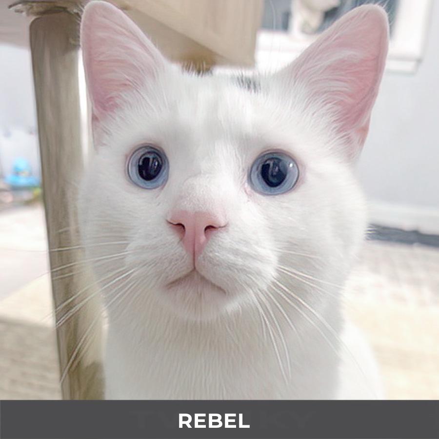 Enlarge Rebel, a ADOPTABLE Domestic Short Hair in Etobicoke, ON image 5/6