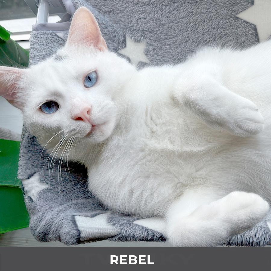 Enlarge Rebel, a ADOPTABLE Domestic Short Hair in Etobicoke, ON image 3/6