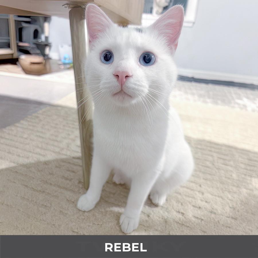 Enlarge Rebel, a ADOPTABLE Domestic Short Hair in Etobicoke, ON image 2/6